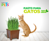 Pasto para Gatos ( Trigo y Avena )